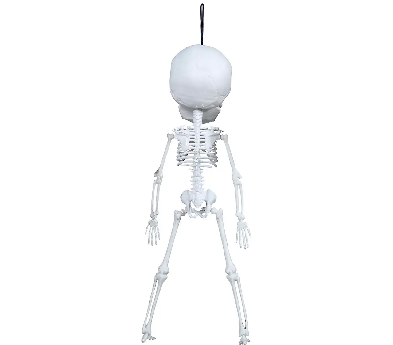 Hængende skelet, 40 cm