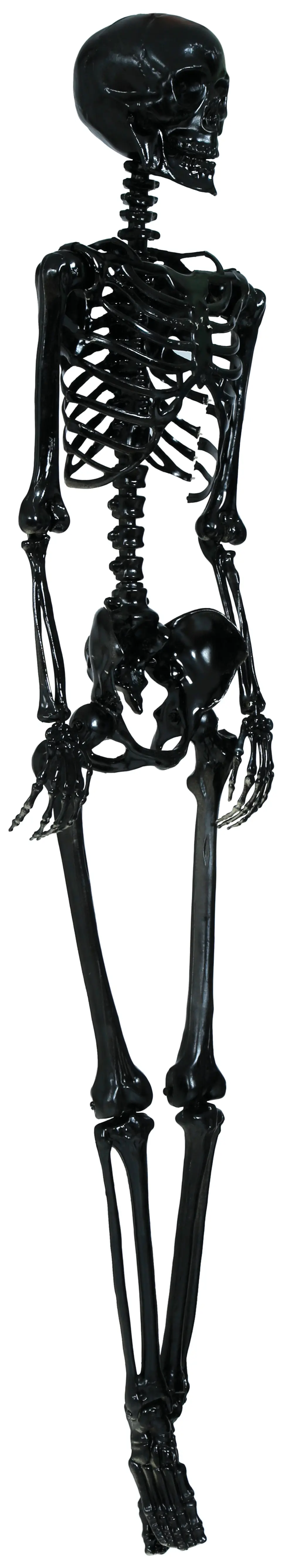 Sort skelet, 160 cm