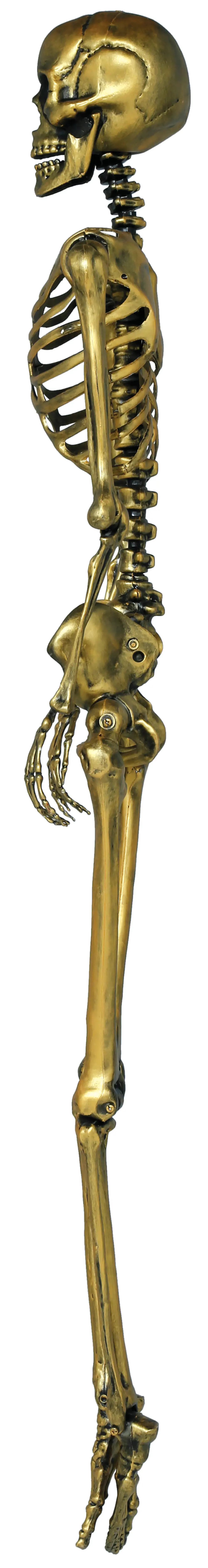 Guldskelet, 160 cm