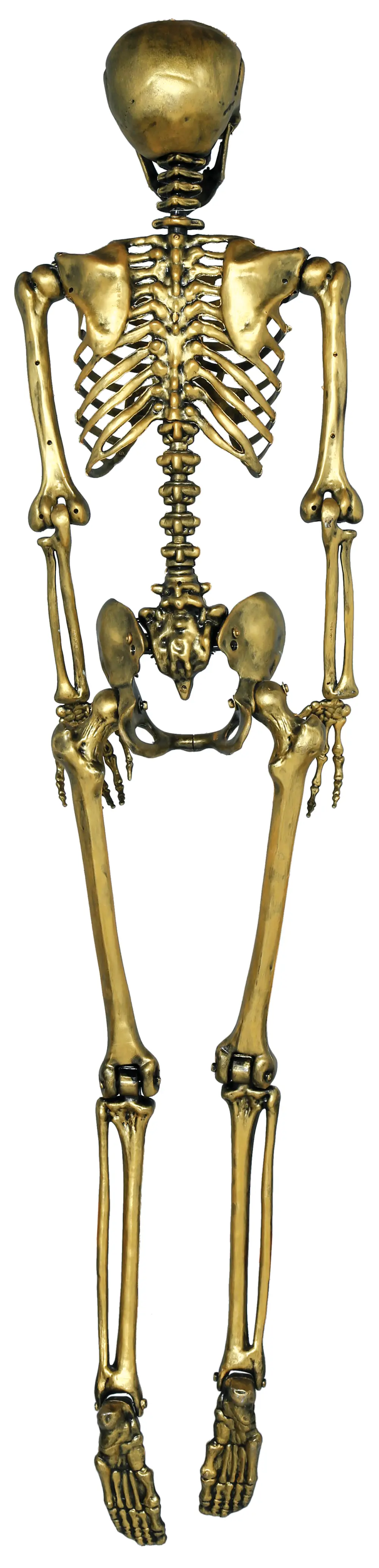 Guldskelet, 160 cm