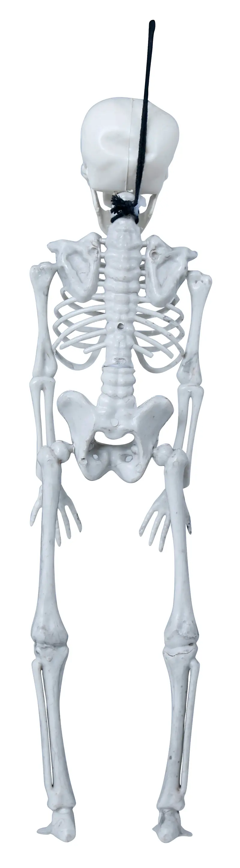 Skelet 40 cm