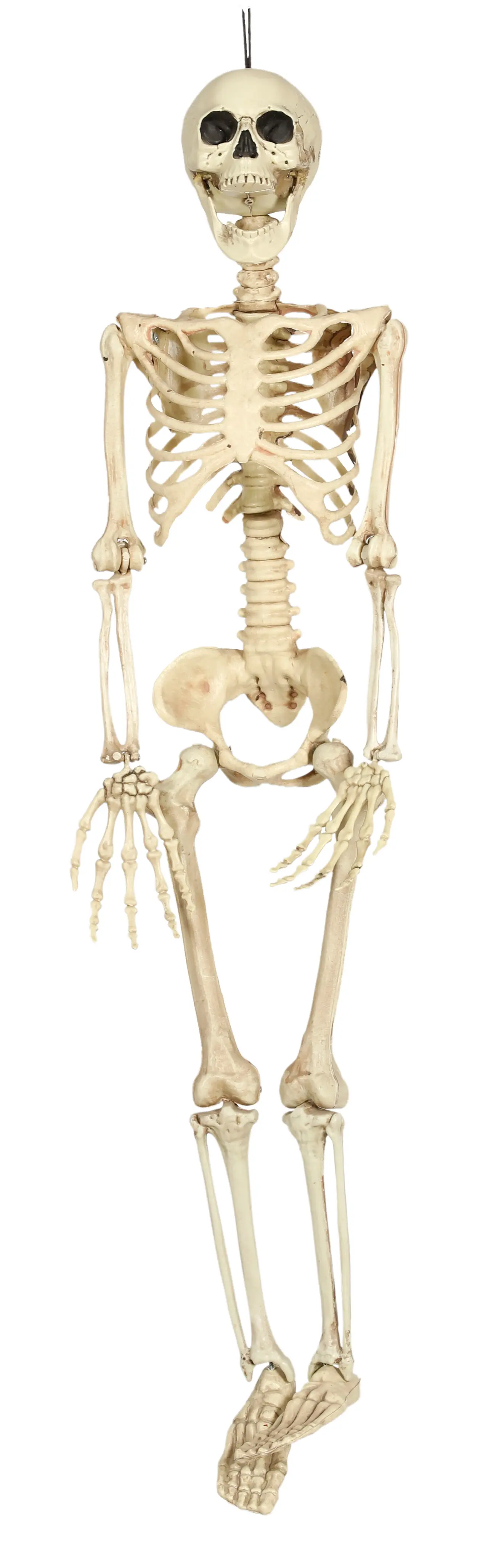 Skelet 90 cm