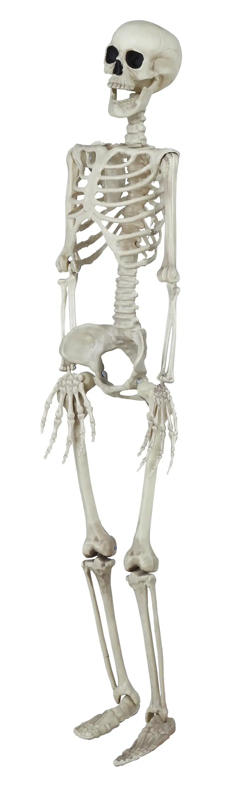 Skelet 90 cm