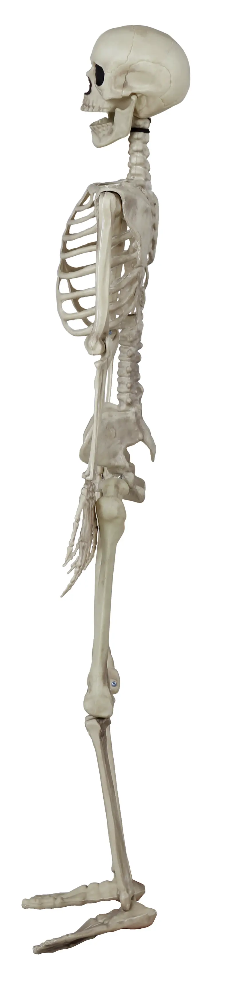 Skelet 90 cm