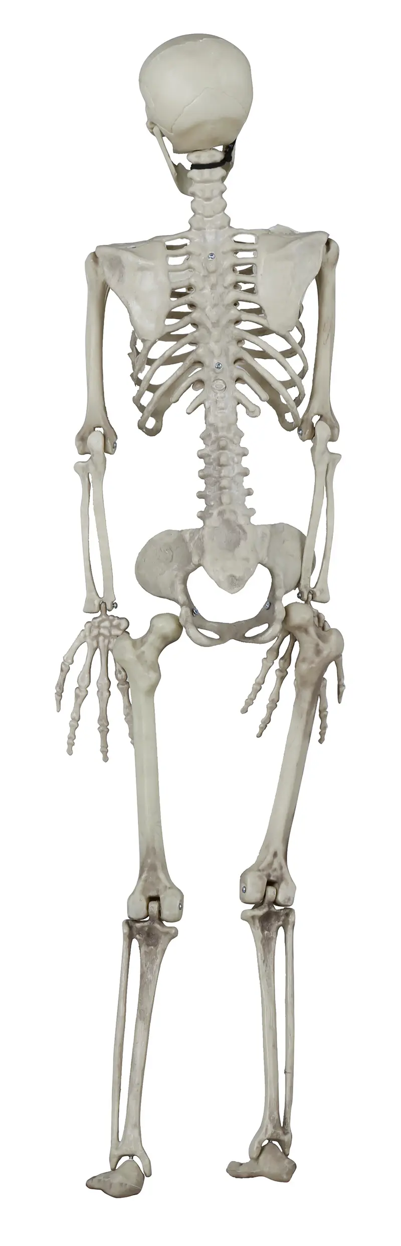 Skelet 90 cm