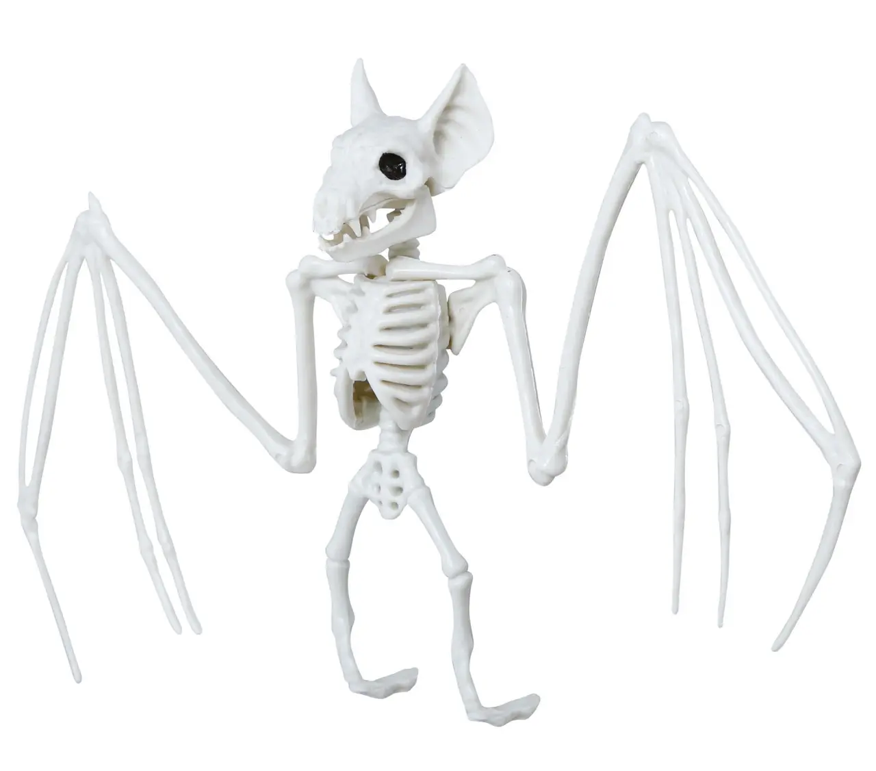 Flagermusskelet, 30 × 16 cm