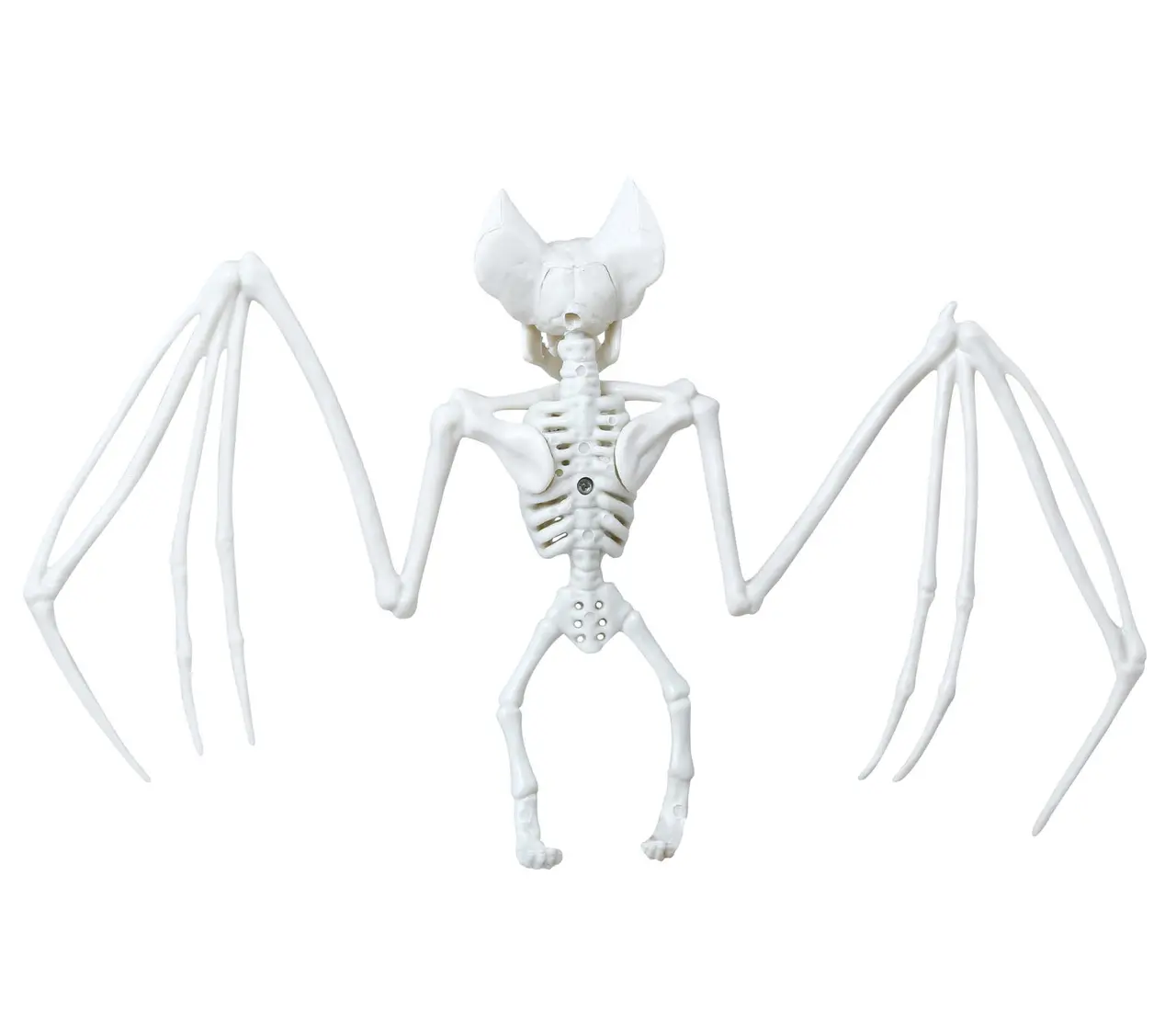 Flagermusskelet, 30 × 16 cm