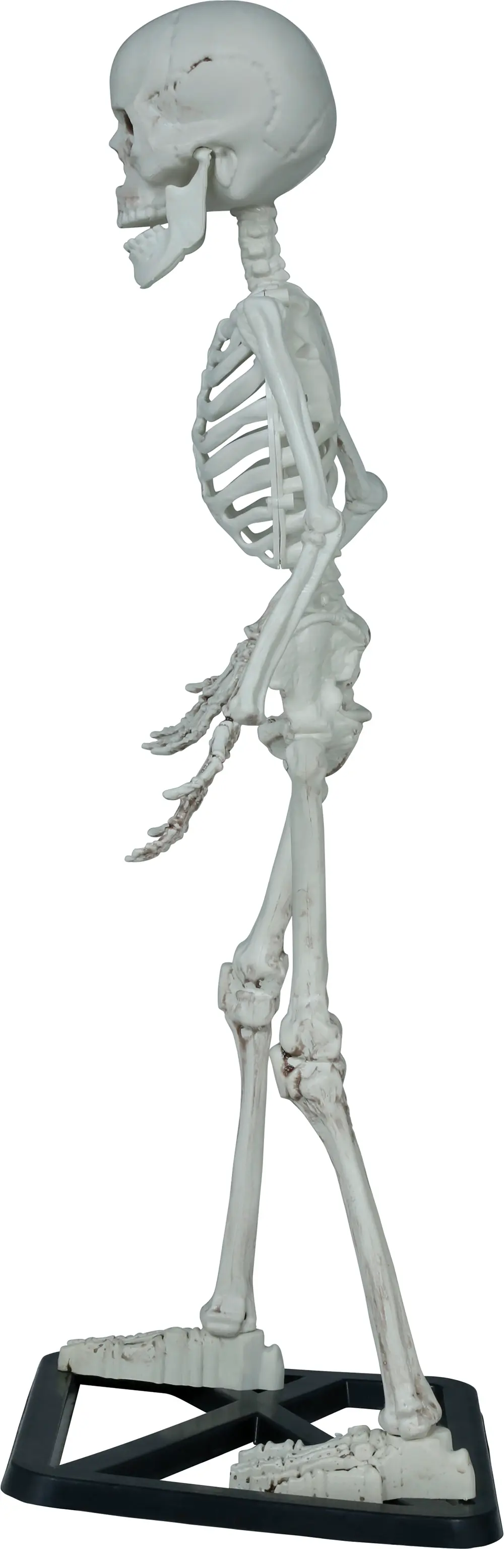 Stående skelet 55 cm