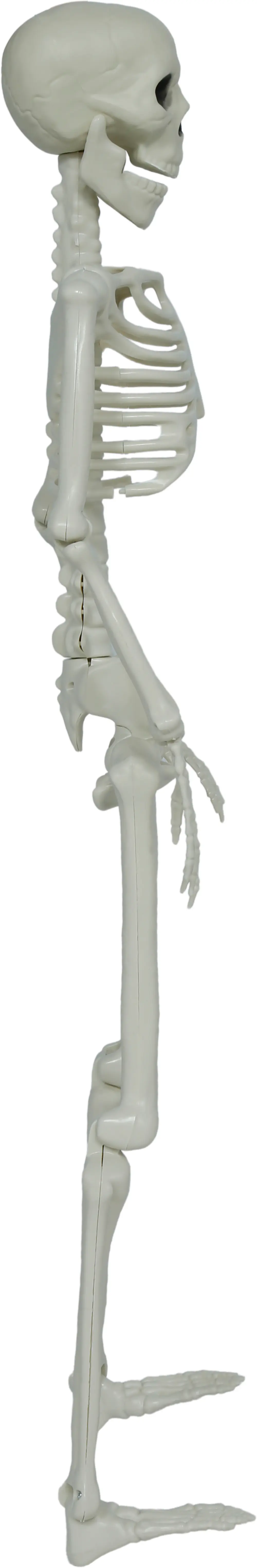 Leddelt skelet, 90 cm