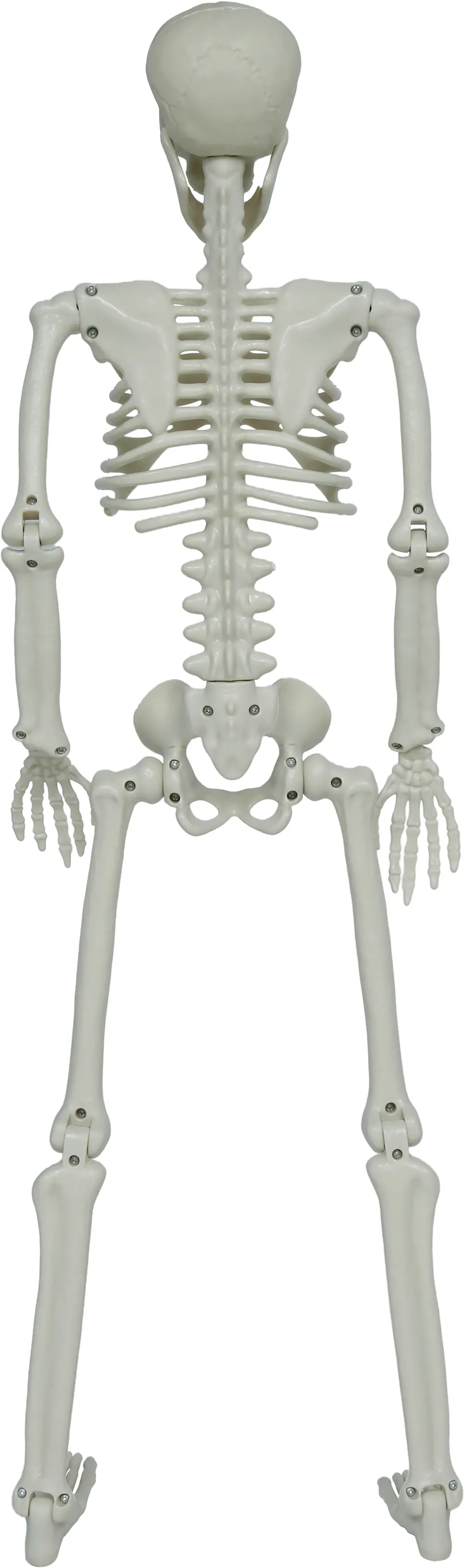 Leddelt skelet, 90 cm