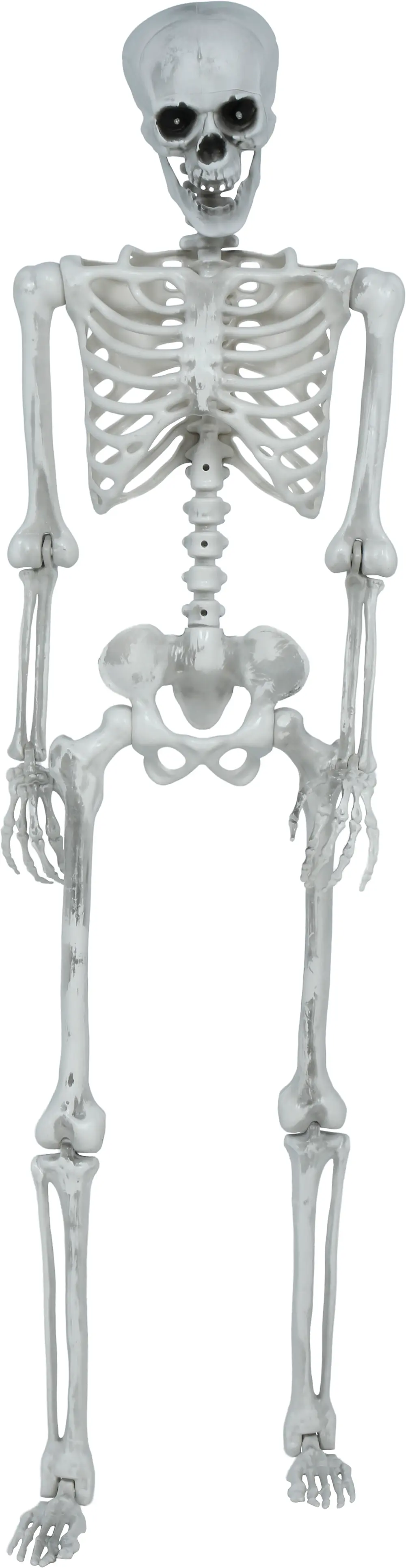 Leddelt skelet, 145 cm