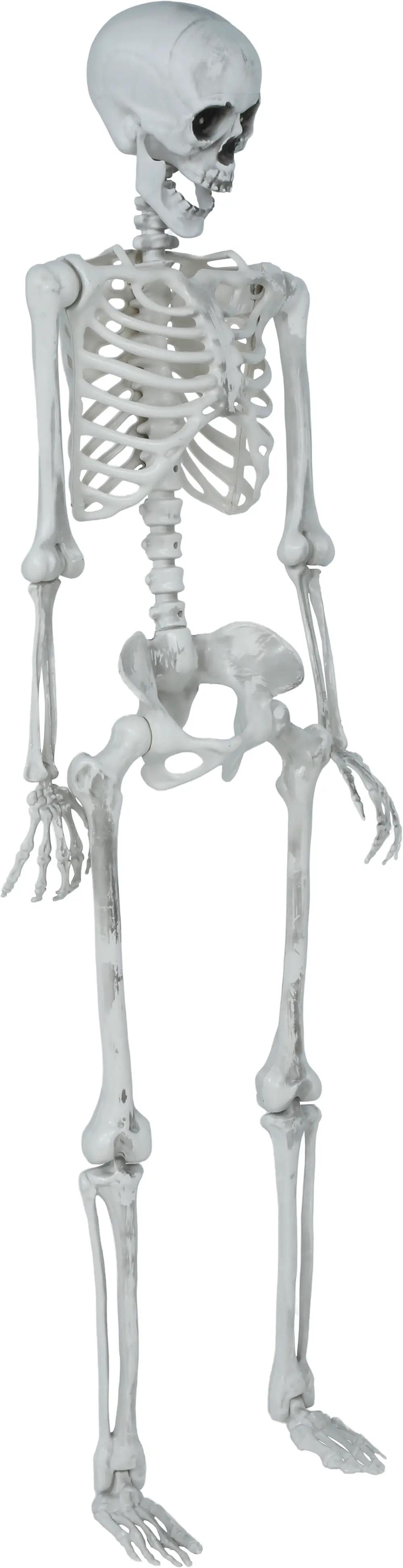 Leddelt skelet, 145 cm