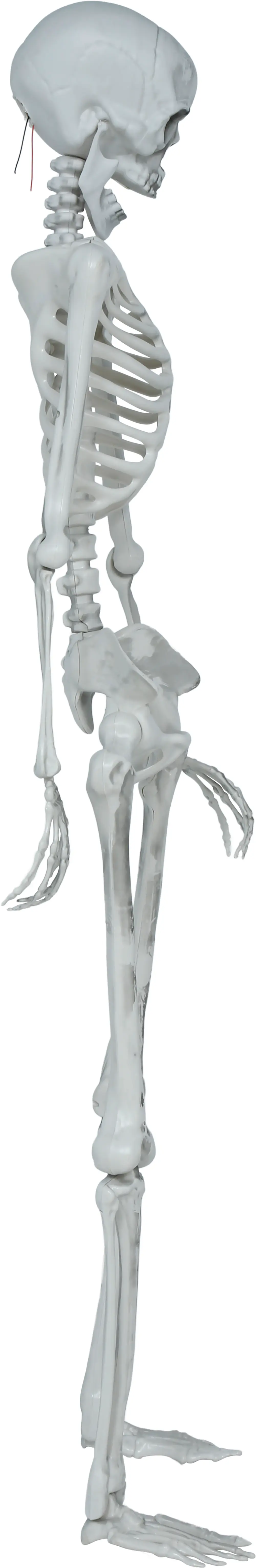 Leddelt skelet, 145 cm