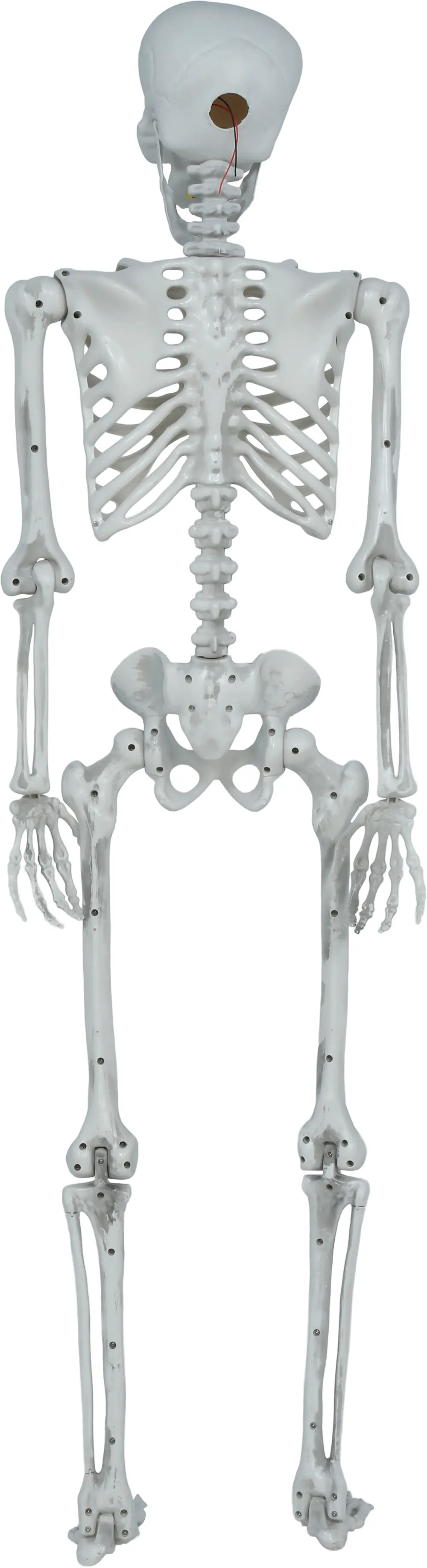 Leddelt skelet, 145 cm