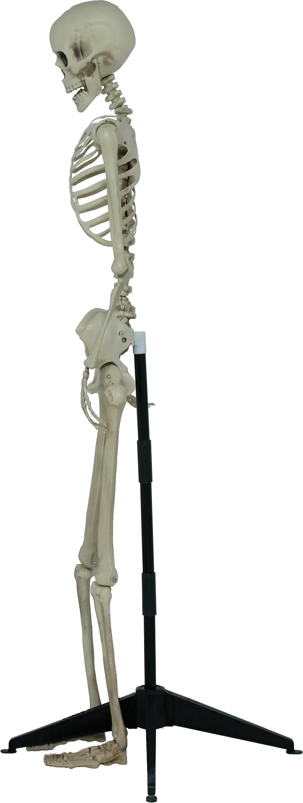 Leddelt skelet med sokkel, 155 cm