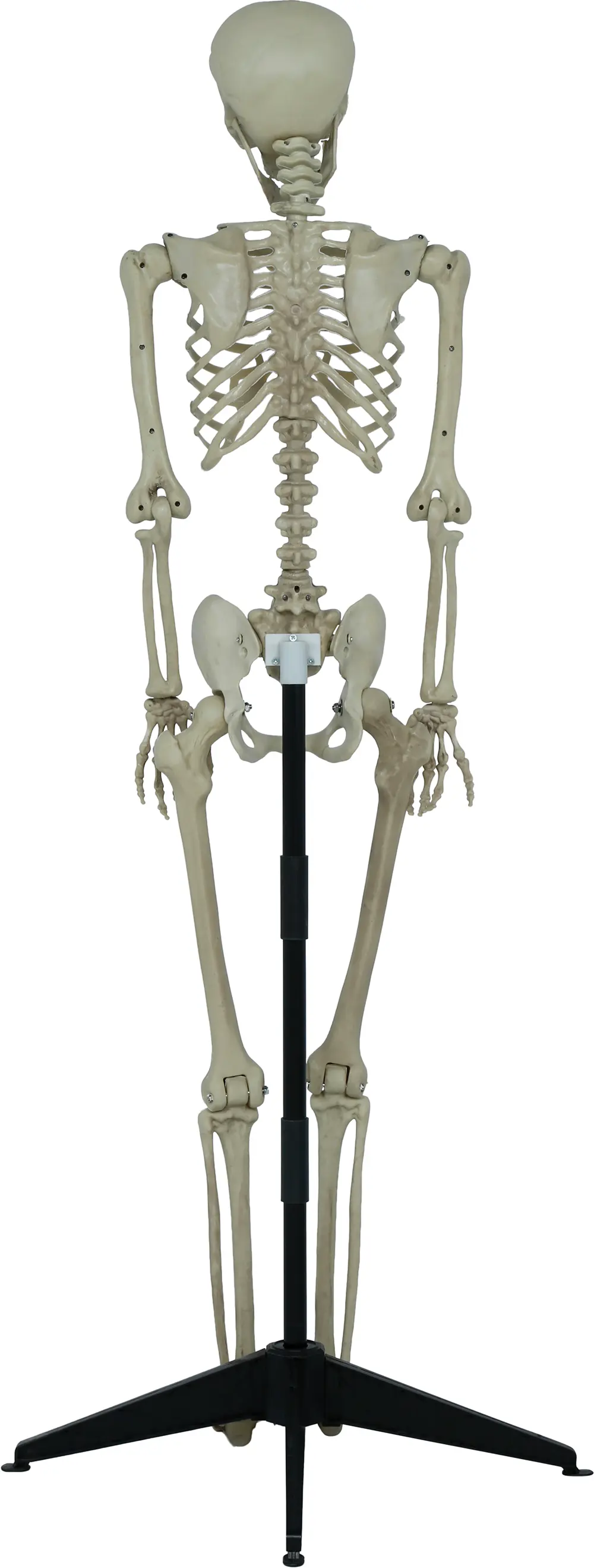 Leddelt skelet med sokkel, 155 cm