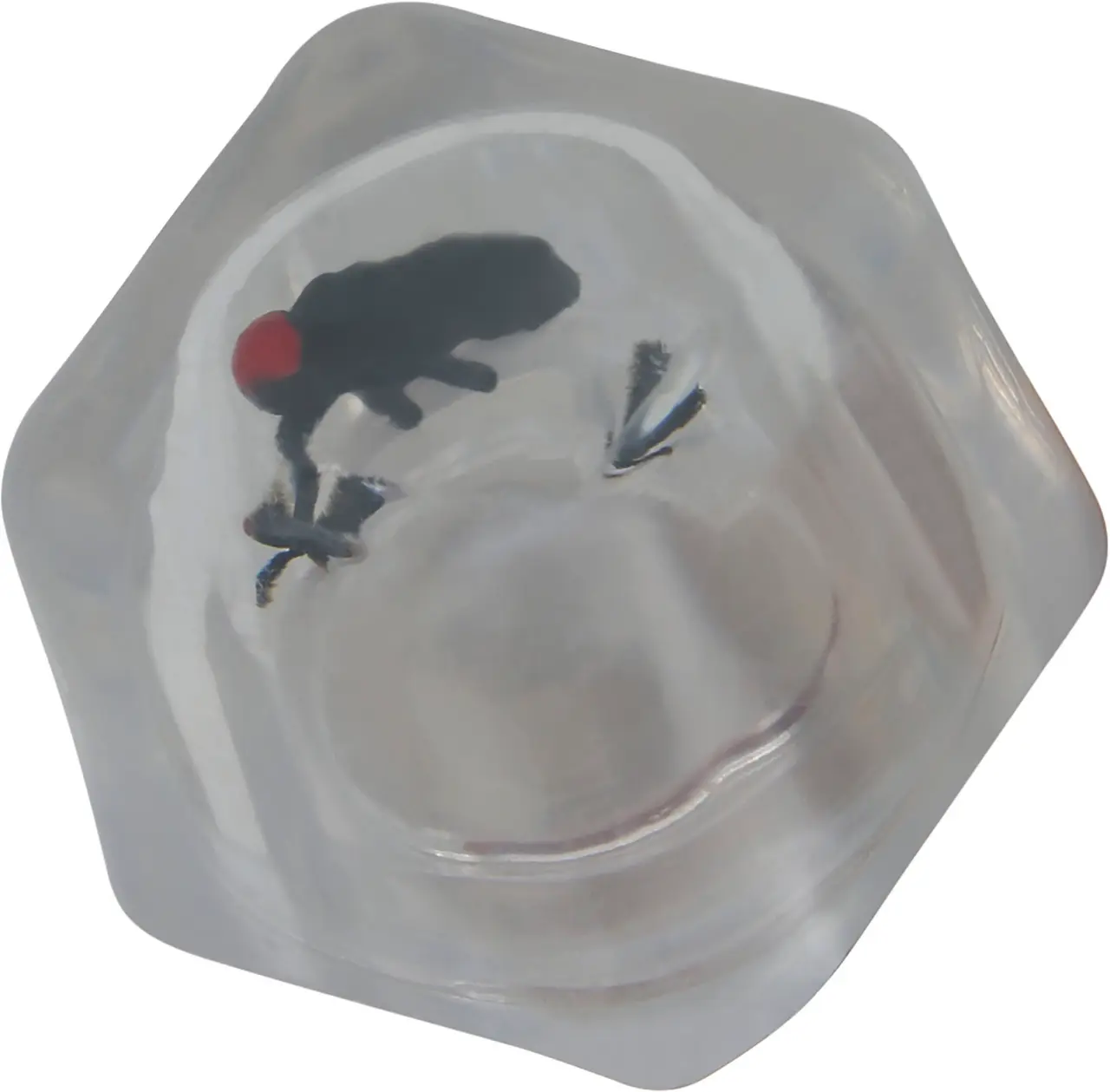 Drille-isterninger med insekter, 8 × 3 × 5 cm
