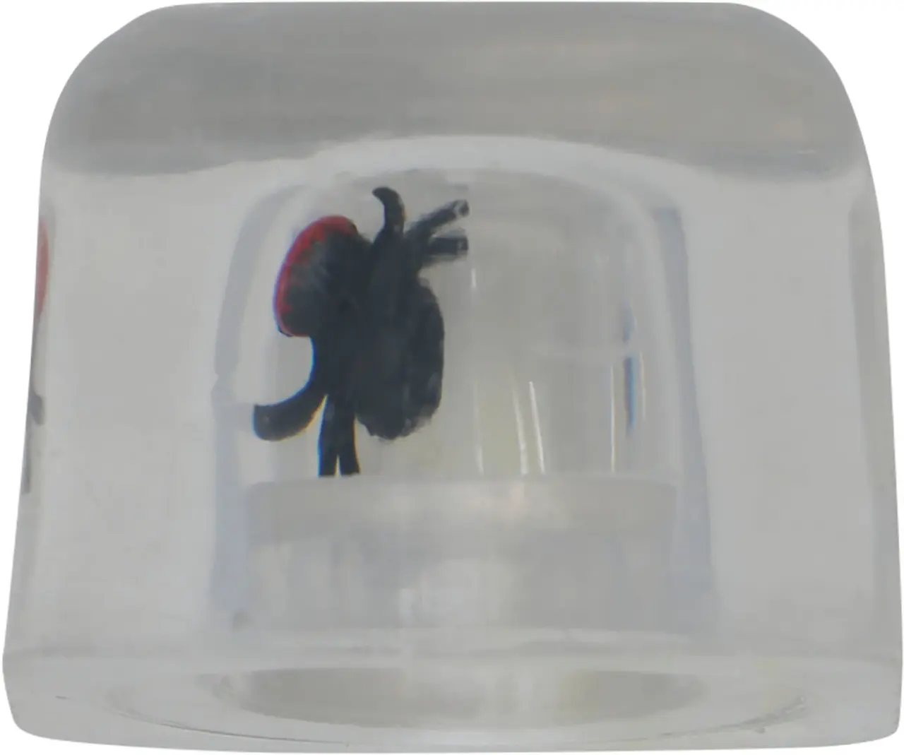 Drille-isterninger med insekter, 8 × 3 × 5 cm