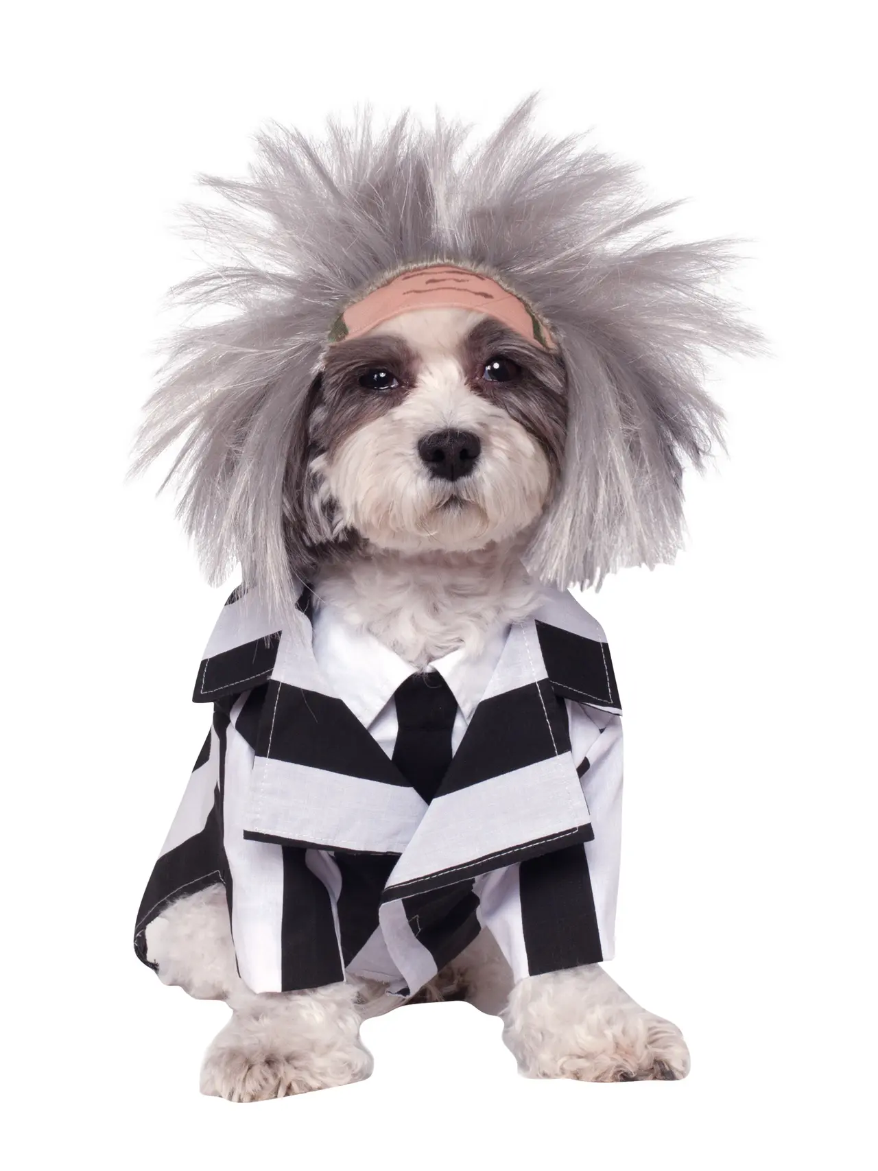 Beetlejuice – kostume til hunde