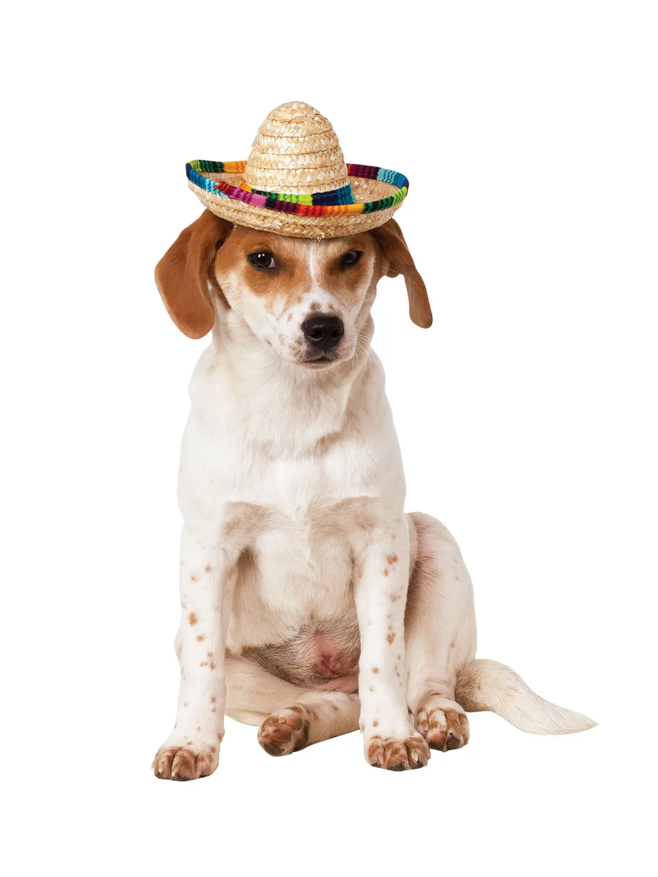 Farverig sombrero til hunde