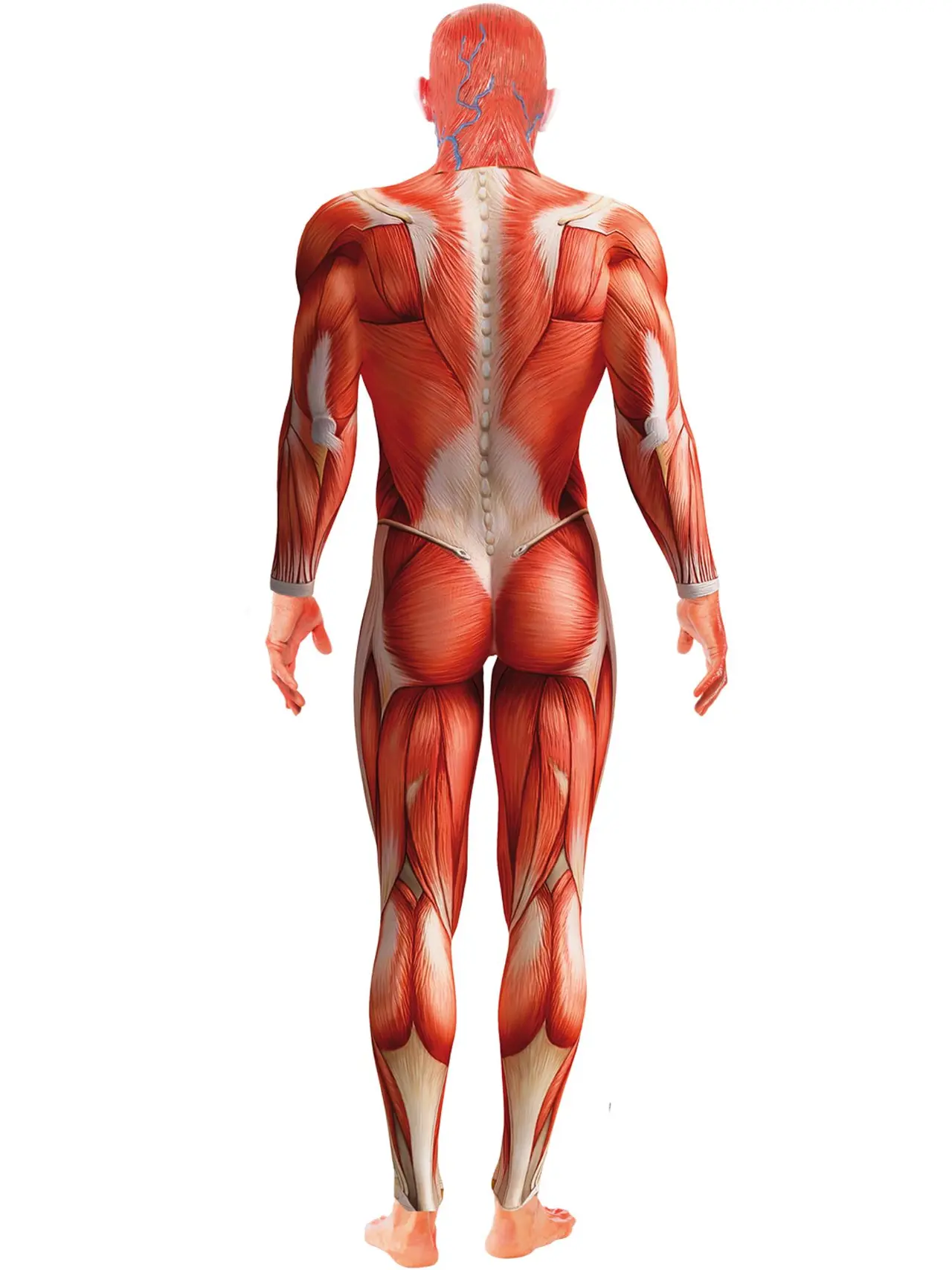 Anatomimand – kostume til herrer